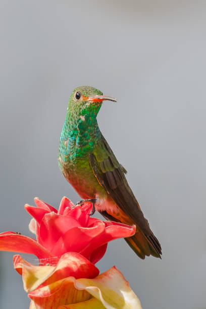 istock Rufous tailed hummingbird perched on a red flower 1308828615