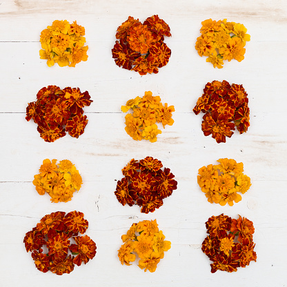 Top view on Marigolds, Tagetes erecta, Mexican marigold, Aztec marigold, African marigold, on white wooden background.