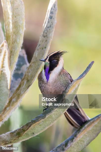 Buffy Helmetcrest Perched On An Espeletia Plant Stock Photo - Download Image Now - Bird, Paramo, Colombia