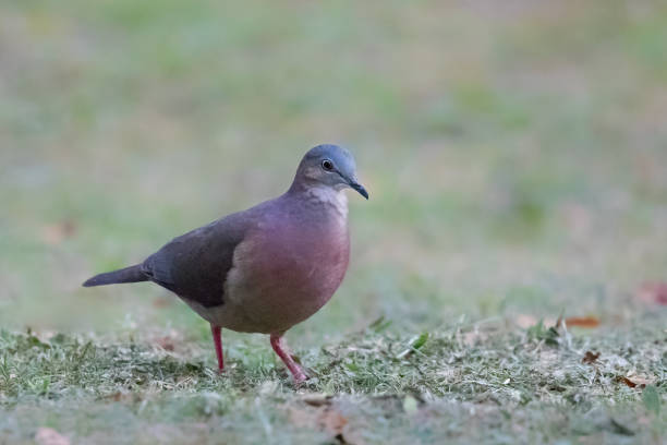 Tolima Dove on the ground A Tolima Dove (Leptotila conoveri) walking on short grass on the ground against a blurred natural background, Tolima national Park, Colombia, South America tolima stock pictures, royalty-free photos & images