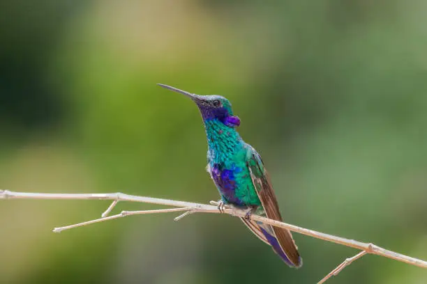 Sparkling Violetear hummingbird (Colibri coruscans) perched on a twig against a blurred natural background, Colombia South America