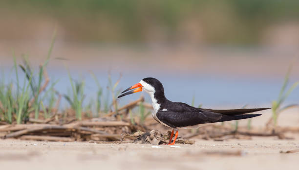 istock Black Skimmer resting on sandbar 1308830543