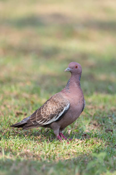 Picazuro Pigeon on the ground