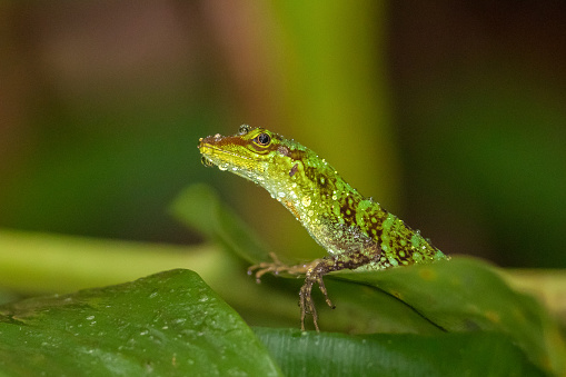A Speckled Anole Lizard (Anolis ventrimaculatus) on a leaf, covered in raindrops, against a blurred natural background, Colombia, South America