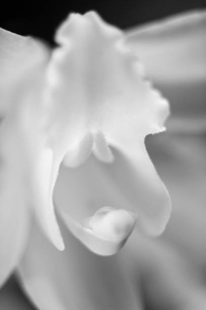 istock Orchid bloom. Orchid flower close up. 1308833015