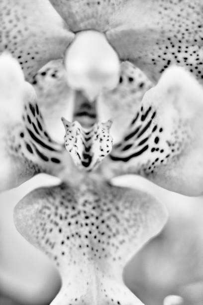 istock Orchid bloom. Orchid flower close up. 1308833159