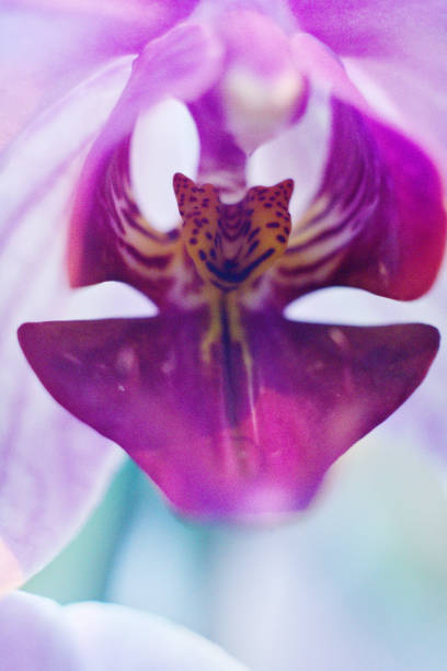 istock Orchid bloom. Orchid flower close up. 1308834129