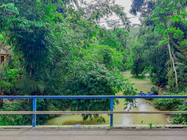 istock A green brown river surrounded from tropical rain forest trees 1308835730
