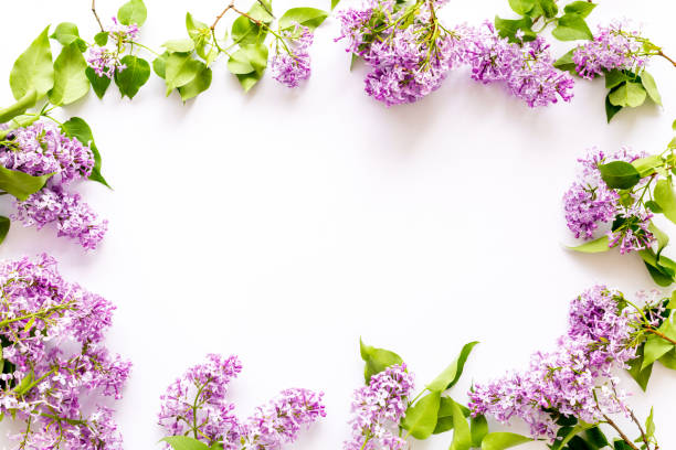 istock Border of spring lilac flowers. Flat lay, top view 1308835746