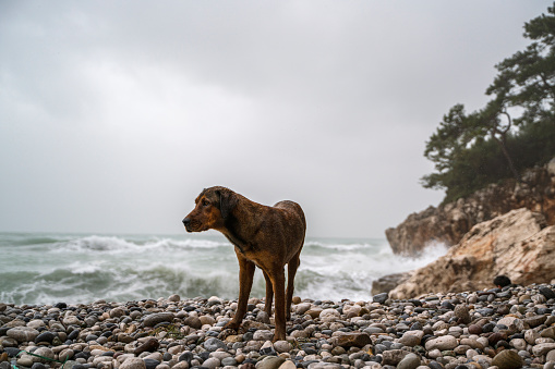 Stray dog ​​looking for something to eat on the beach on a rainy day