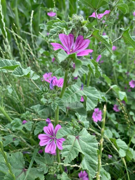 istock Purple flowers 1308836144
