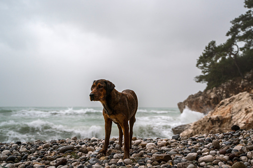 Stray dog ​​looking for something to eat on the beach on a rainy day