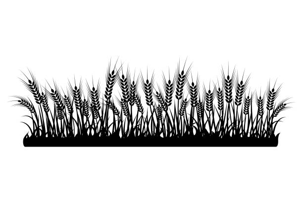 다양한 모양의 흰색 배경에 밀, 호밀, 보리의 스파이크 세트. 벡터 - non urban scene barley cereal plant straw stock illustrations