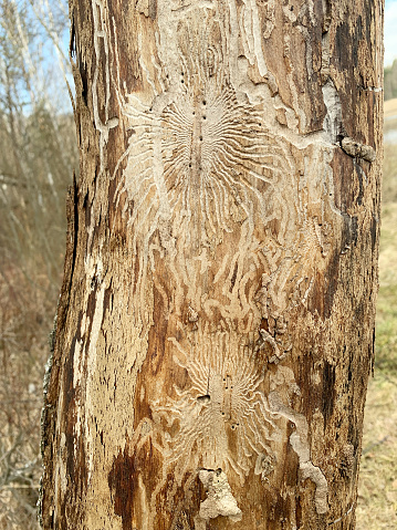 Bark beetle galleries with birch tree bark showing exit holes