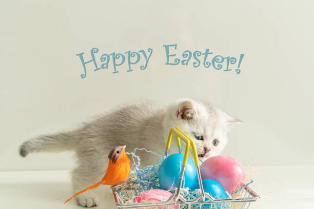 istock Silver British kitten near the basket with colored eggs. 1308839690