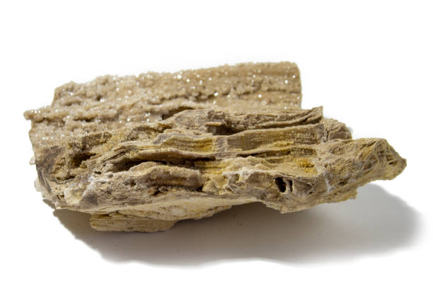 antico legno pietrificato antico, scavo, minerali, su sfondo bianco da vicino - legno fossile foto e immagini stock