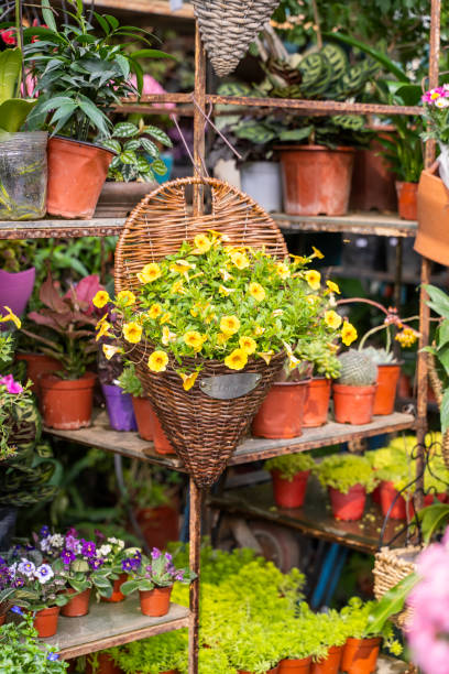 istock hanging Hybrid pentunias flower in basket 1308841908