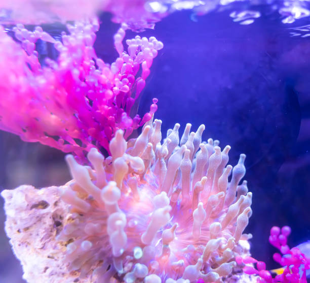 istock Coral Reef in Sunlightmarine aquarium. 1308842132