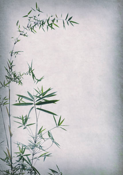 bamboo on old grunge paper texture background