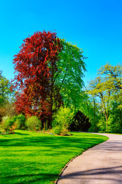 istock public park / Ilmpark / Weimar / psringtime 1308842756