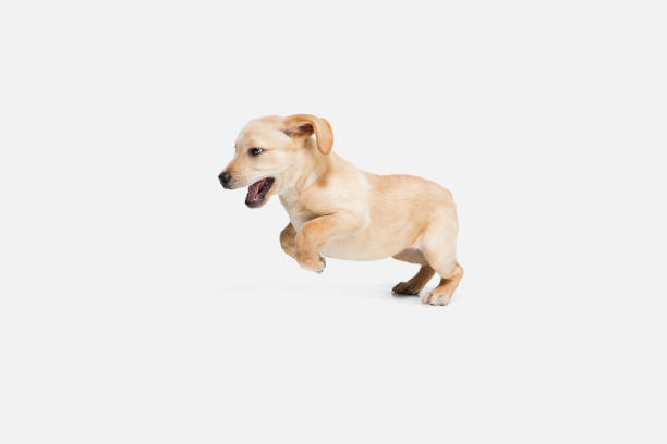 istock Little Labrador Retriever playing on white studio background 1308844565