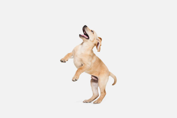 istock Little Labrador Retriever playing on white studio background 1308844569