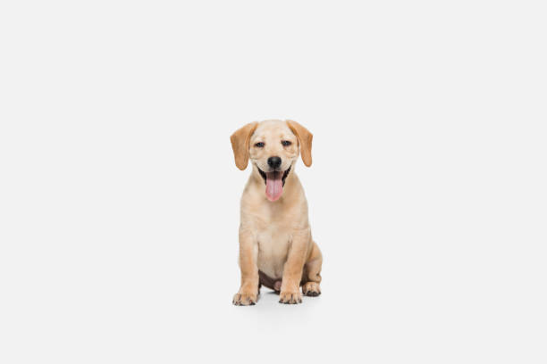 istock Little Labrador Retriever playing on white studio background 1308844576