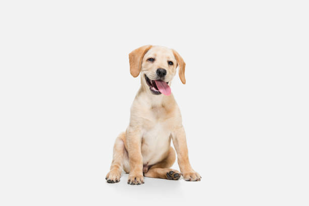 istock Little Labrador Retriever playing on white studio background 1308844577