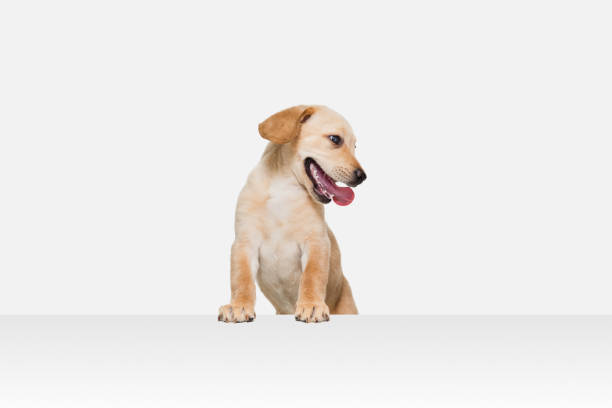 istock Little Labrador Retriever playing on white studio background 1308844593