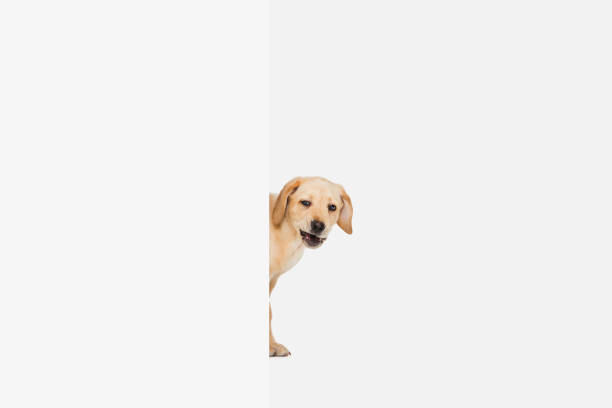 istock Little Labrador Retriever playing on white studio background 1308844603