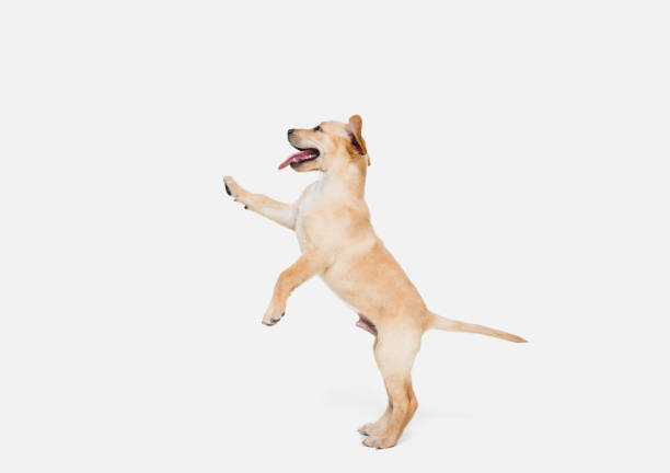 istock Little Labrador Retriever playing on white studio background 1308844618