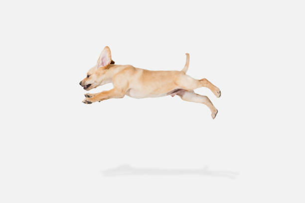 istock Little Labrador Retriever playing on white studio background 1308844620