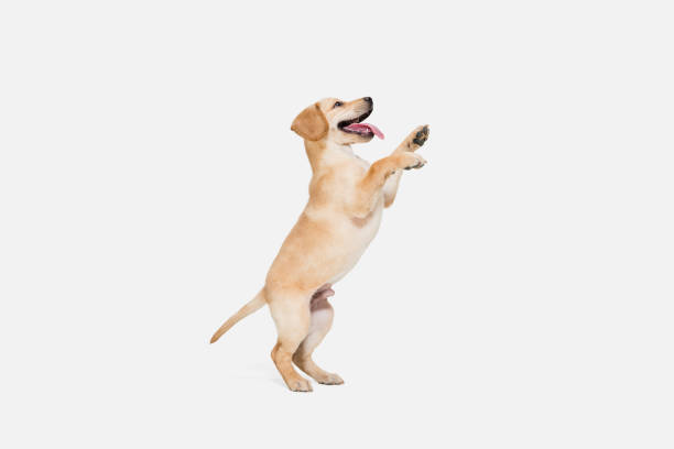 little labrador retriever playing on white studio background - retriever imagens e fotografias de stock