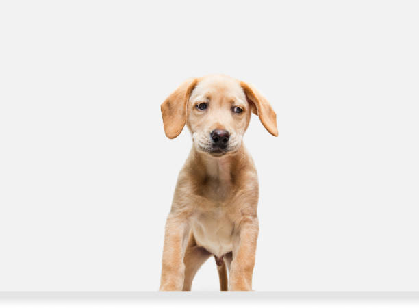 istock Little Labrador Retriever playing on white studio background 1308844631