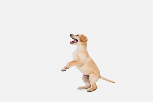 istock Little Labrador Retriever playing on white studio background 1308844633