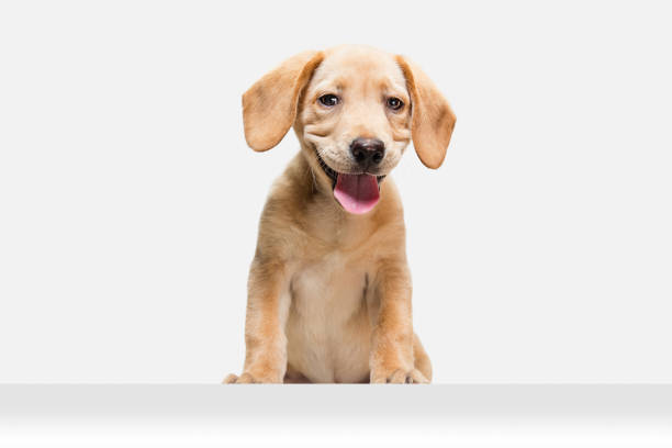 istock Little Labrador Retriever playing on white studio background 1308844636