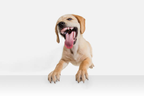 istock Little Labrador Retriever playing on white studio background 1308844640