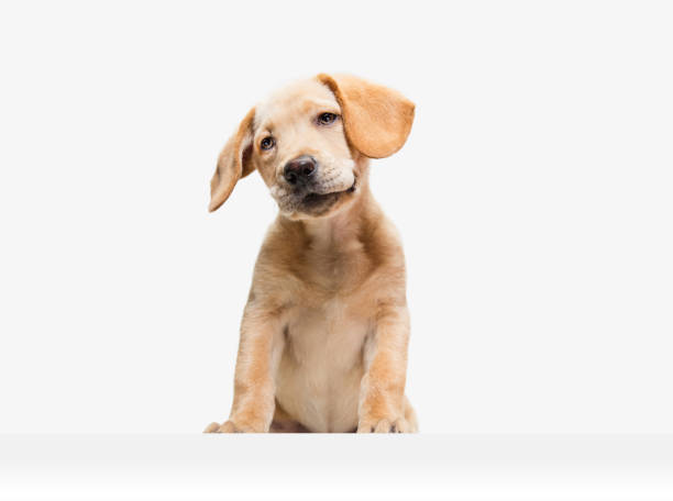 istock Little Labrador Retriever playing on white studio background 1308844647