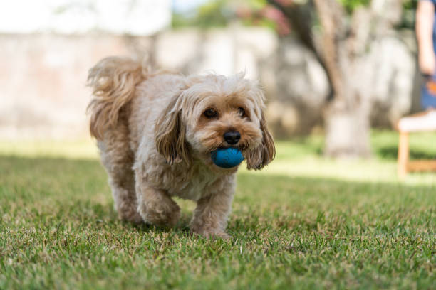 istock Dog playing with its blue ball 1308846468