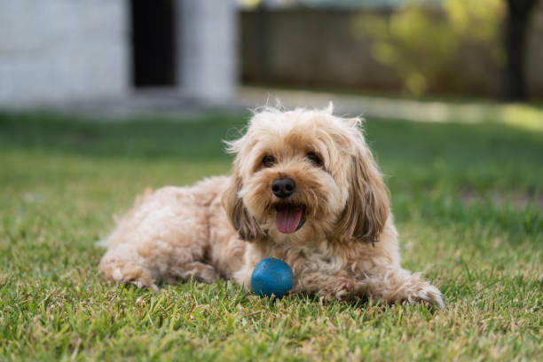 istock Dog resting with its blue ball 1308846482