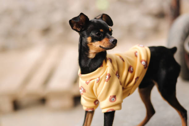 istock Cute little black dog in yellow sweeter walking on back yard 1308846600