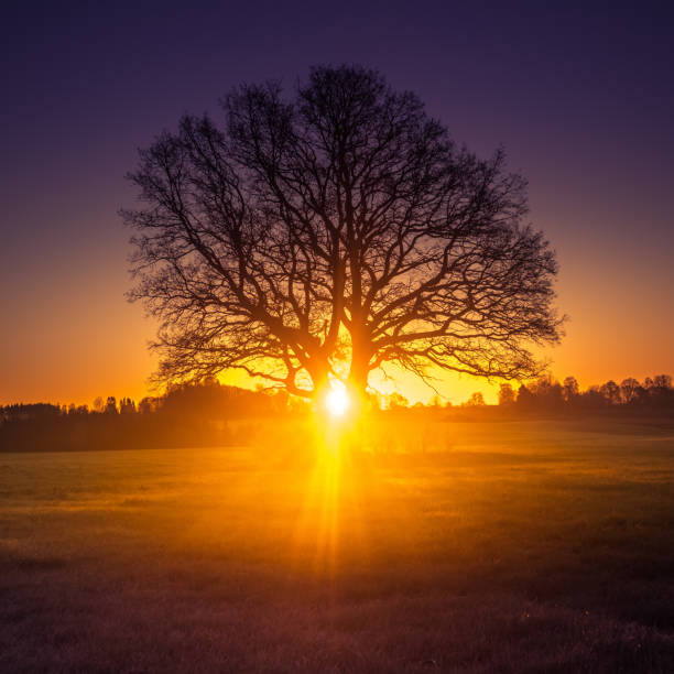 istock A beautiful sunrise behind the large oak trees in spring. Bare tree silhouette with sun shining through. 1308849242