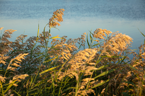 photo of a green bush growing next to a river close up