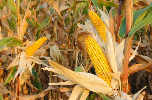 istock Ripe corn cob in the field 1308851638