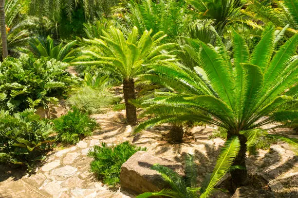 Green leave of sago palm, botanical name Cycas revoluta in the garden.