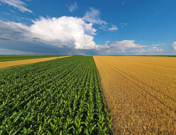 istock Aerial view wheat, corn and sunflower fields 1308852743