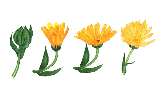 Calendula bud open and close isolated on white background. Watercolor hand drawn illustration. Calendula officinalis. Perfect for herbal design.