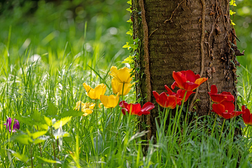 blooming yellow and red tulips grow in a group on a tree trunk in the grass