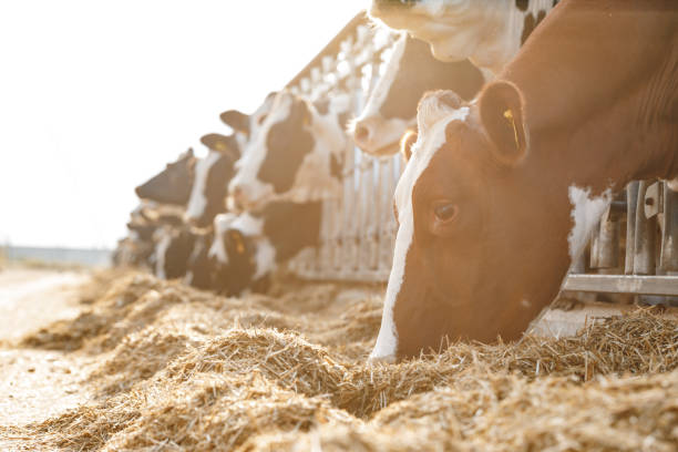 istock Cows standing in a stall and eating hay 1308854315