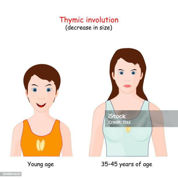 Thymic Involution Decrease Size Of The Thymus With Age Stock ...